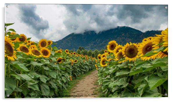 Sunflowers Acrylic by Brenda Belcher