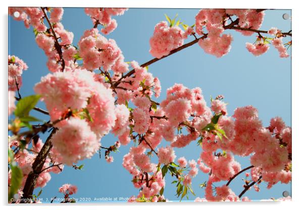 Spring Cherry blossoms, pink flowers Acrylic by M. J. Photography