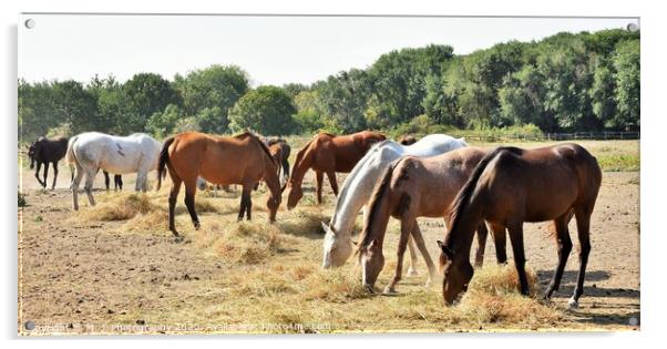 A herd of horses grazing on a dry grass field Acrylic by M. J. Photography