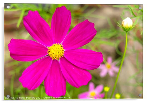 garden cosmos or Mexican aster (Cosmos bipinnatus) purple flower with natural background Acrylic by Florin Brezeanu