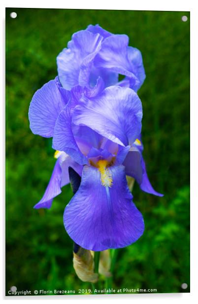 close up of blue violet iris flower  Acrylic by Florin Brezeanu