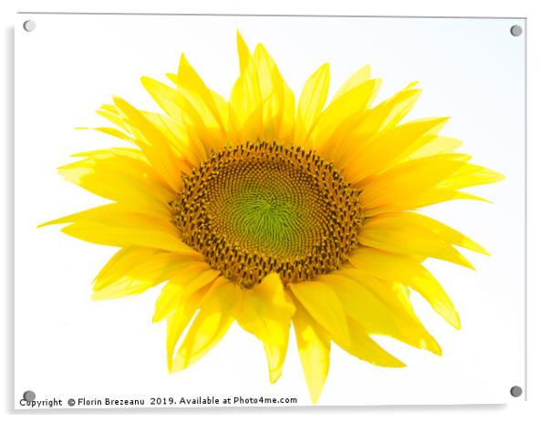  yellow sunflower flower with white background Acrylic by Florin Brezeanu