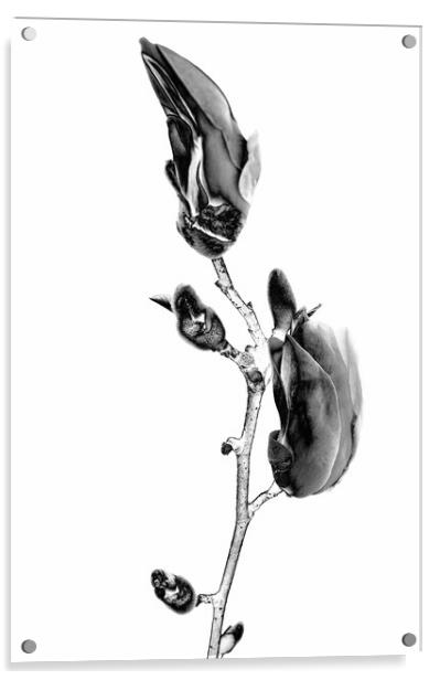 Magnolia blossom blooming in BW Acrylic by Wdnet Studio