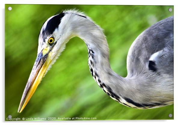 Heron Swirl Acrylic by Linda Williams
