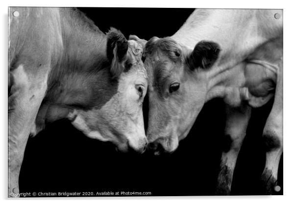 Cows head to head Acrylic by Christian Bridgwater
