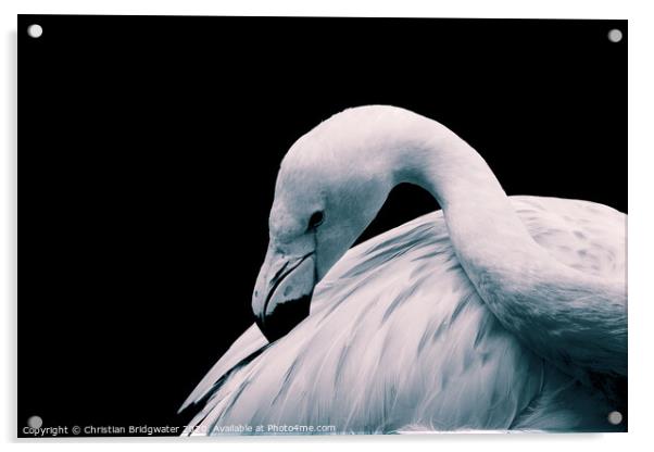 Flamingo 1 Acrylic by Christian Bridgwater