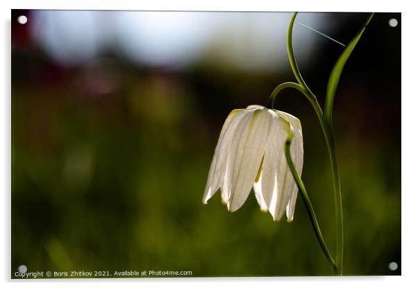 Fritillaria meleagris. Acrylic by Boris Zhitkov