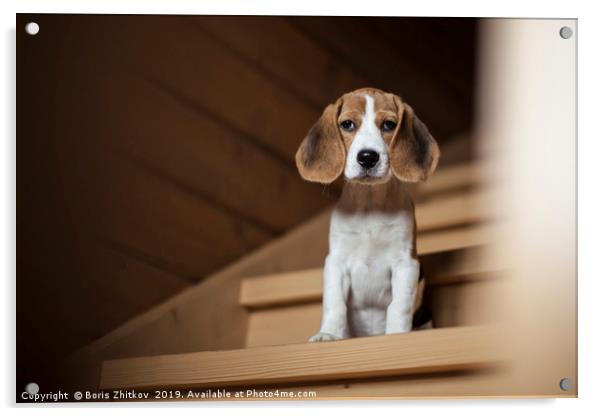 Cute little beagle puppy Acrylic by Boris Zhitkov