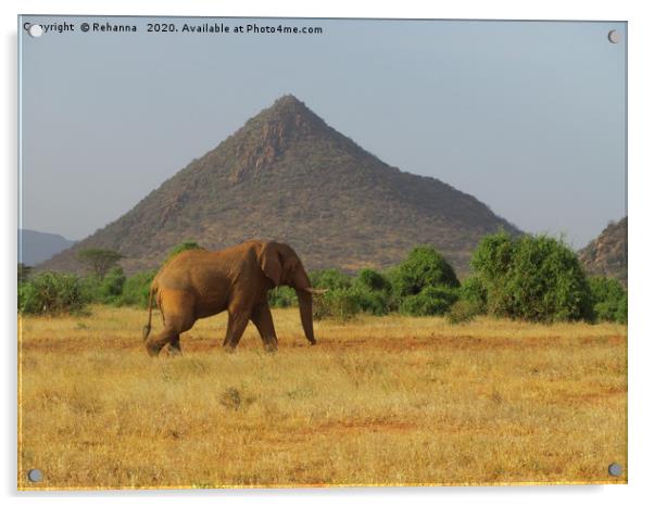 Lone elephant walking, Samburu, Kenya Acrylic by Rehanna Neky