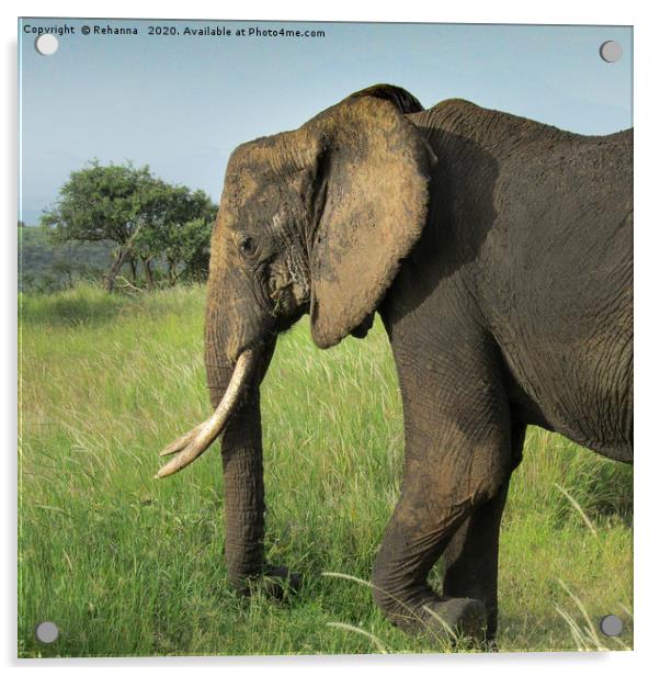 African elephant uproots grass, Kenya Acrylic by Rehanna Neky