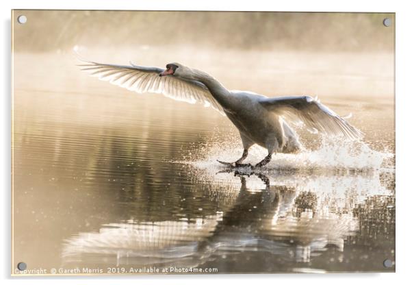 Swan landing Acrylic by Gareth Morris