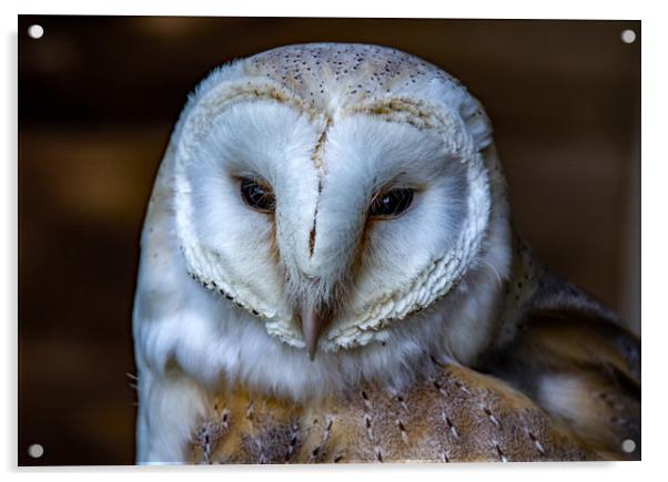 European Barn Owl.  Acrylic by Ian Taylor