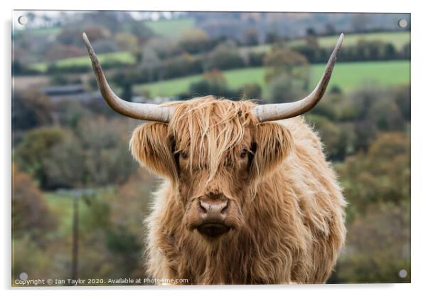 Highland Cow. Acrylic by Ian Taylor