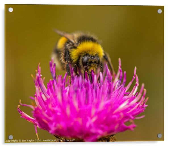 Bumblebee on a Thistle flowerhead. Acrylic by Ian Taylor