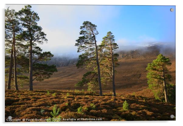 Scottish Pines Acrylic by Pawel Burdzynski