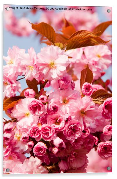Cherry blossom. Acrylic by Ashley Cooper