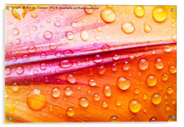 Petal rain. Acrylic by Ashley Cooper
