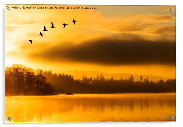 Flight of the dawn geese. Acrylic by Ashley Cooper