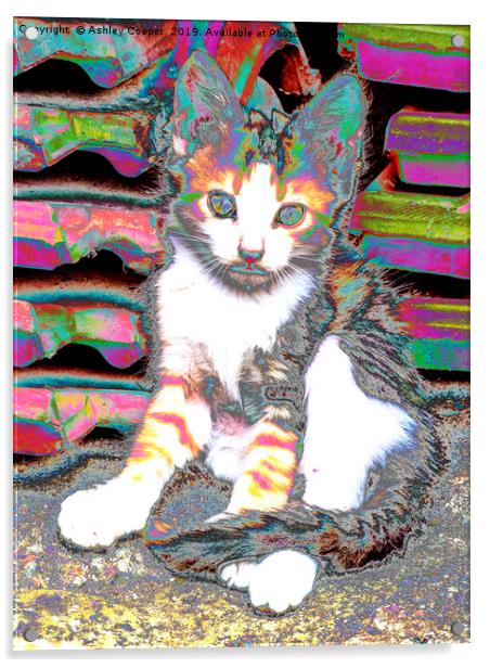 Kitten. Acrylic by Ashley Cooper