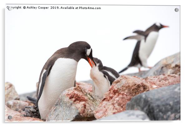 Penguin lunch. Acrylic by Ashley Cooper