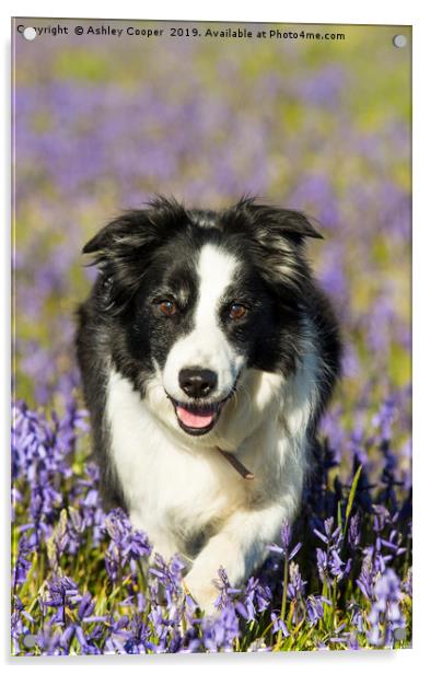 Border Collie Acrylic by Ashley Cooper