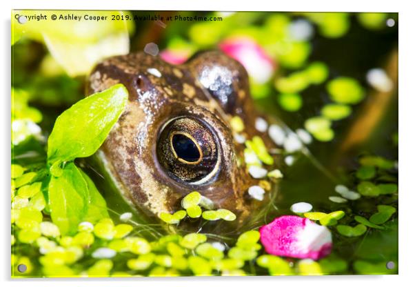 Frog eyes. Acrylic by Ashley Cooper