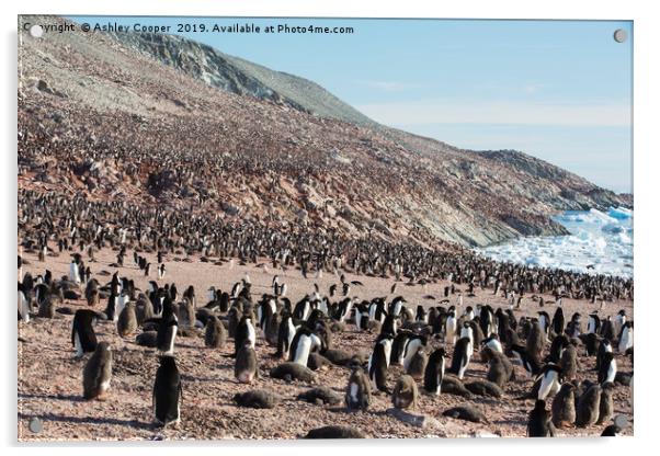 Adelie Penguin colony. Acrylic by Ashley Cooper