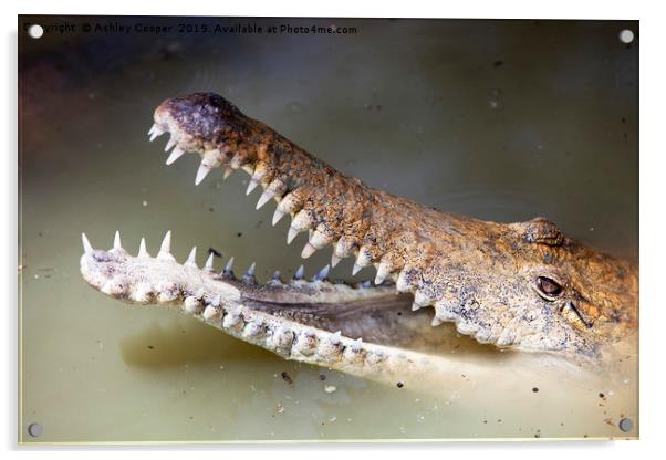 Crocodile. Acrylic by Ashley Cooper