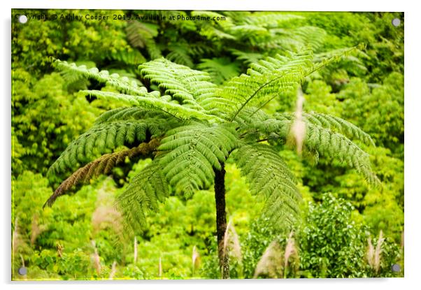 Tree fern Acrylic by Ashley Cooper