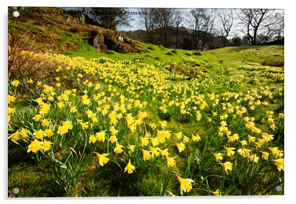 Daffodil Spring. Acrylic by Ashley Cooper