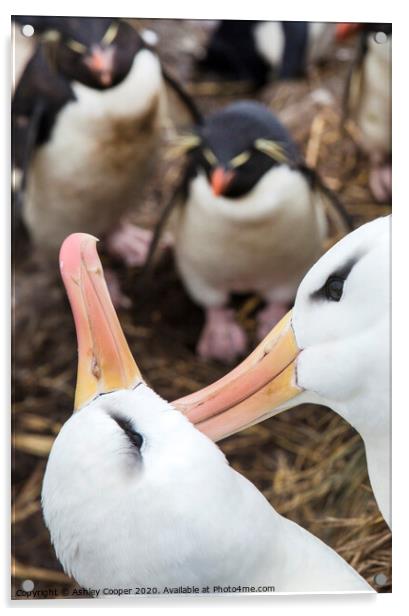 Albatross love Acrylic by Ashley Cooper