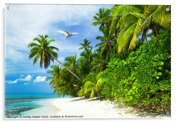 Tuvalu Tropics Acrylic by Ashley Cooper
