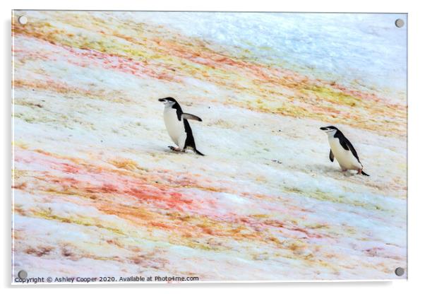 Penguins progress. Acrylic by Ashley Cooper