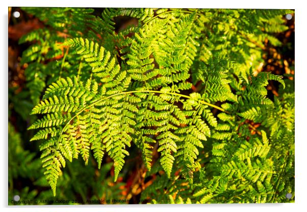 Fern frond. Acrylic by Ashley Cooper