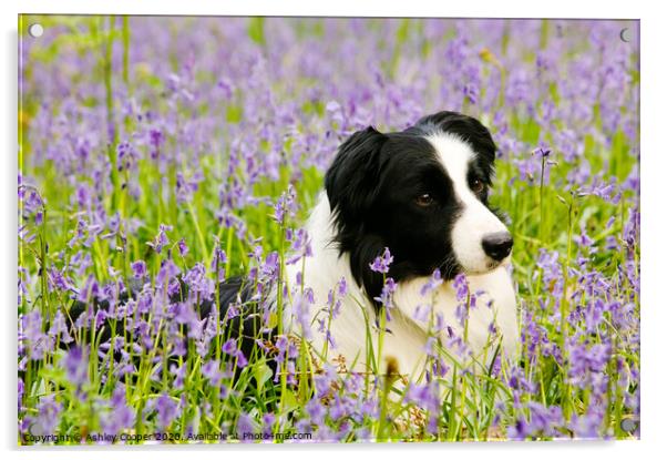 Border Collie bluebells. Acrylic by Ashley Cooper
