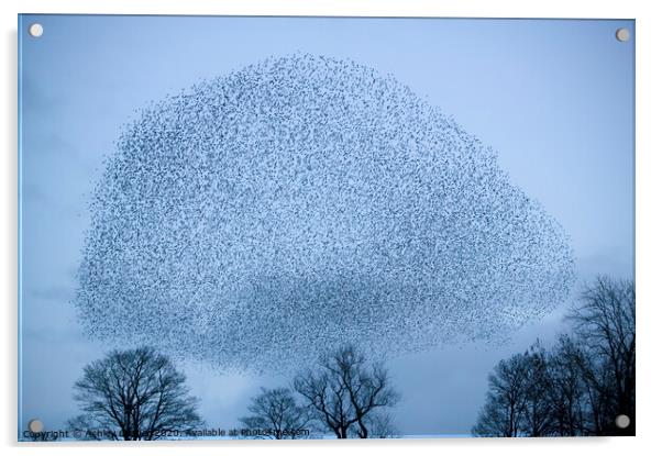 Starling murmeration Acrylic by Ashley Cooper