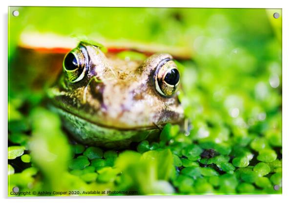 Frogs eyes. Acrylic by Ashley Cooper