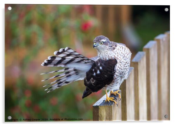 Sparrowhawk. Acrylic by Ashley Cooper