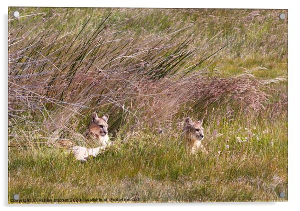 Mountain Lion Acrylic by Ashley Cooper