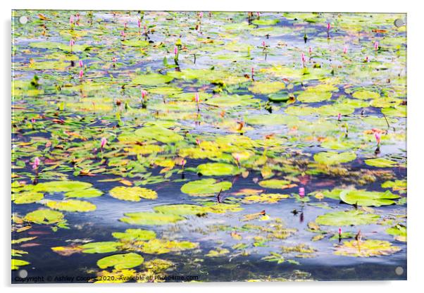 Monet movement Acrylic by Ashley Cooper