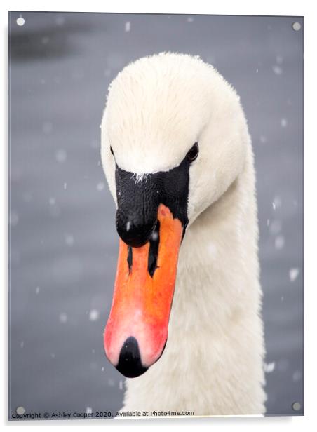 Swan snow. Acrylic by Ashley Cooper