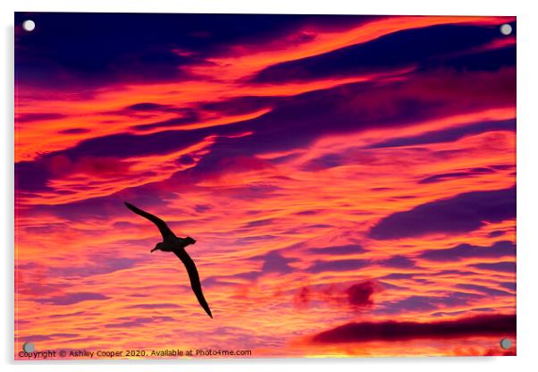 Albatross sunset. Acrylic by Ashley Cooper