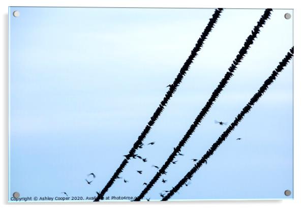 Starlings balance Acrylic by Ashley Cooper