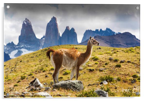 Guanaco Acrylic by Ashley Cooper