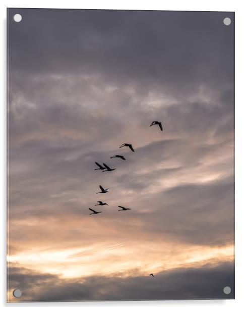 Flock of geese Acrylic by Jelena Maksimova