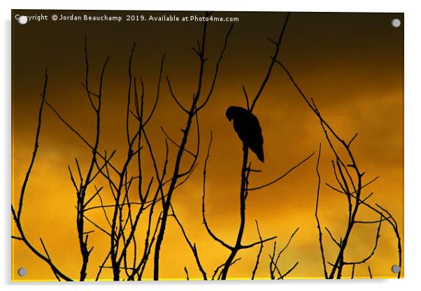 Early Morning Buzzard Silhouette Acrylic by Jordan Beauchamp