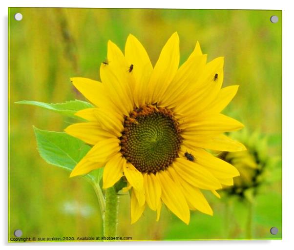 Sunflower Acrylic by sue jenkins