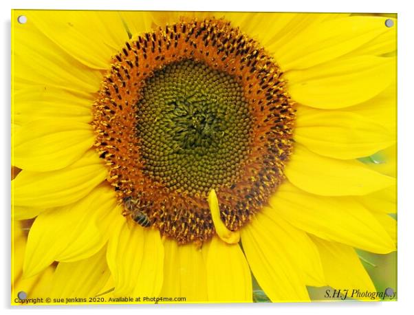 sunflower patterns Acrylic by sue jenkins