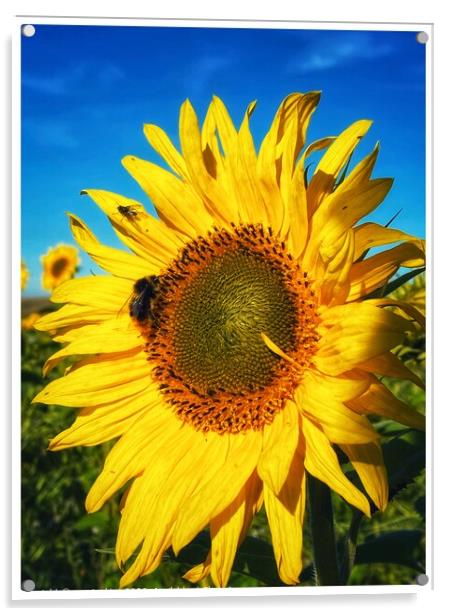 Sunflower Feeder Acrylic by sue jenkins