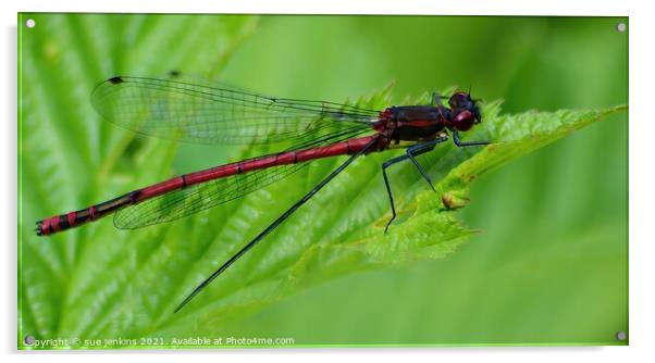 Large Red Damsel Fly Acrylic by sue jenkins